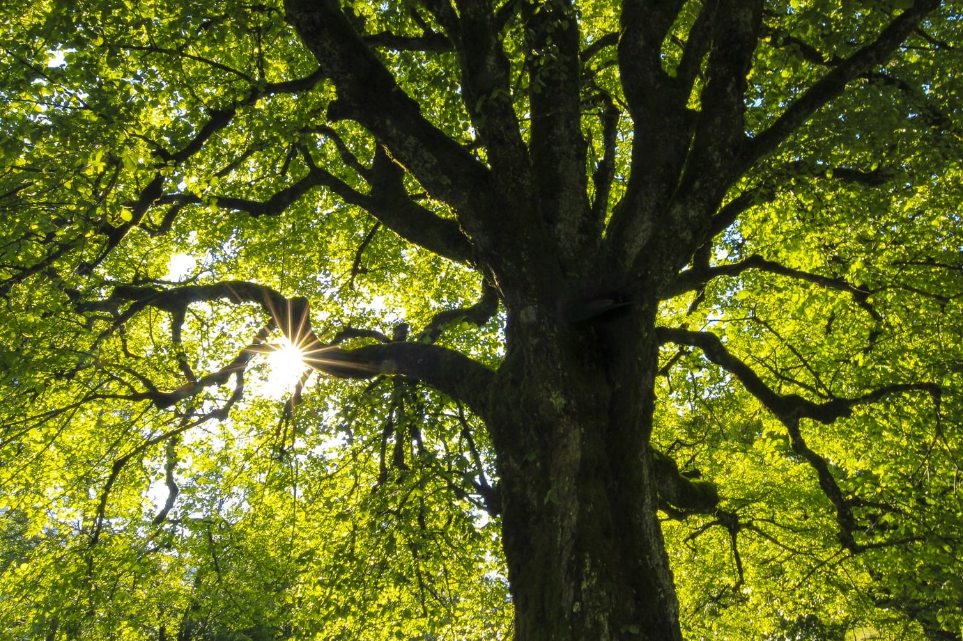 Oak tree in a forest