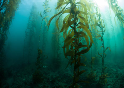 CO2RE funds four innovative GGR projects