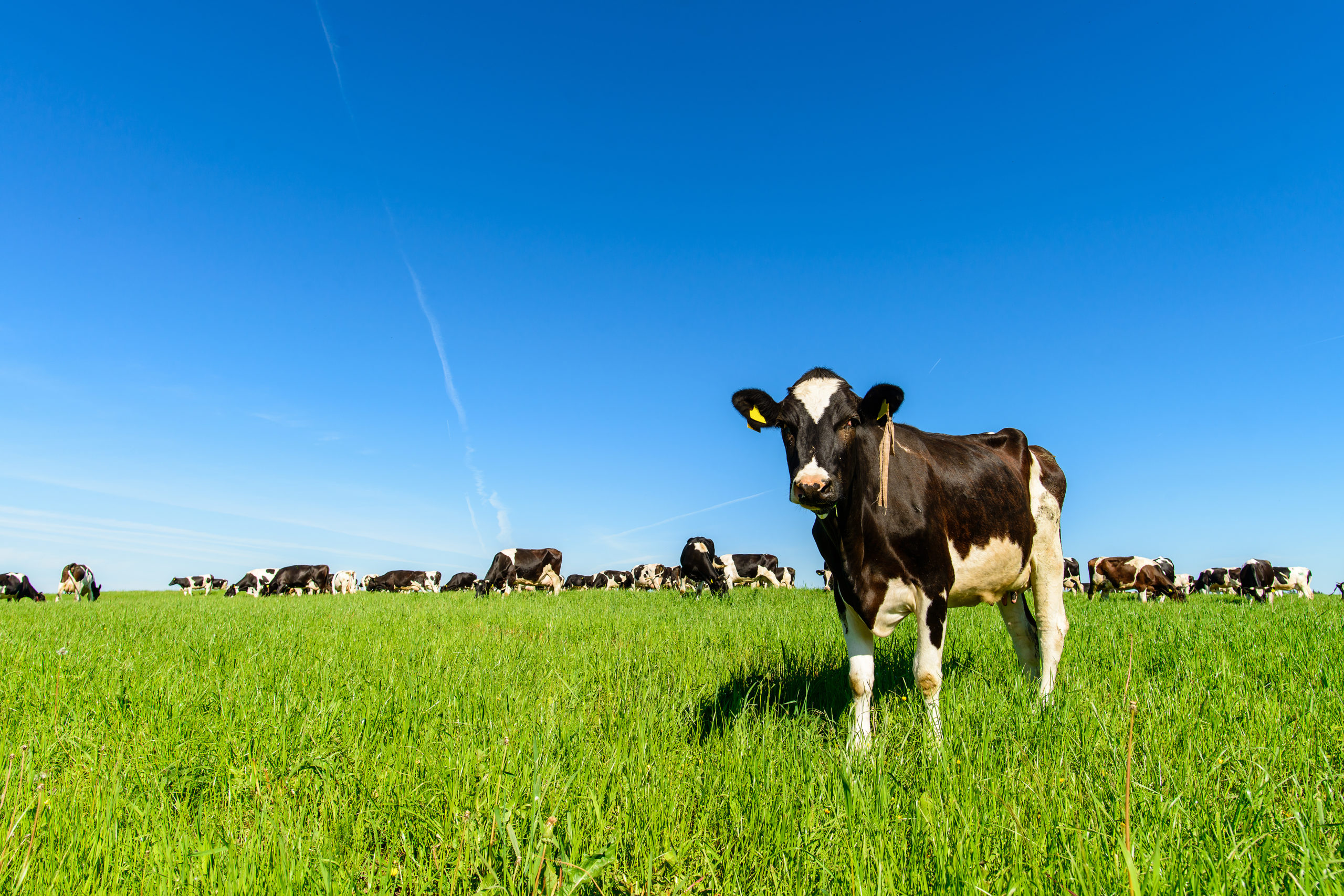cows graze on a green field in sunny weather, layout with space for text