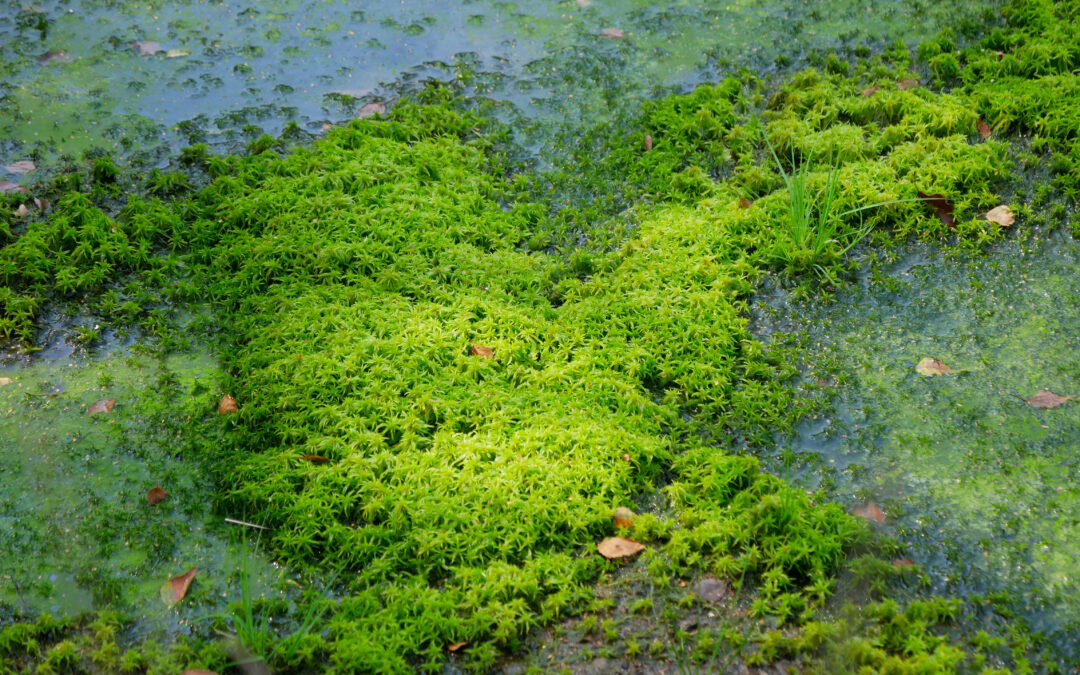 CO2RE funds new approaches in methane and ocean Greenhouse Gas Removal