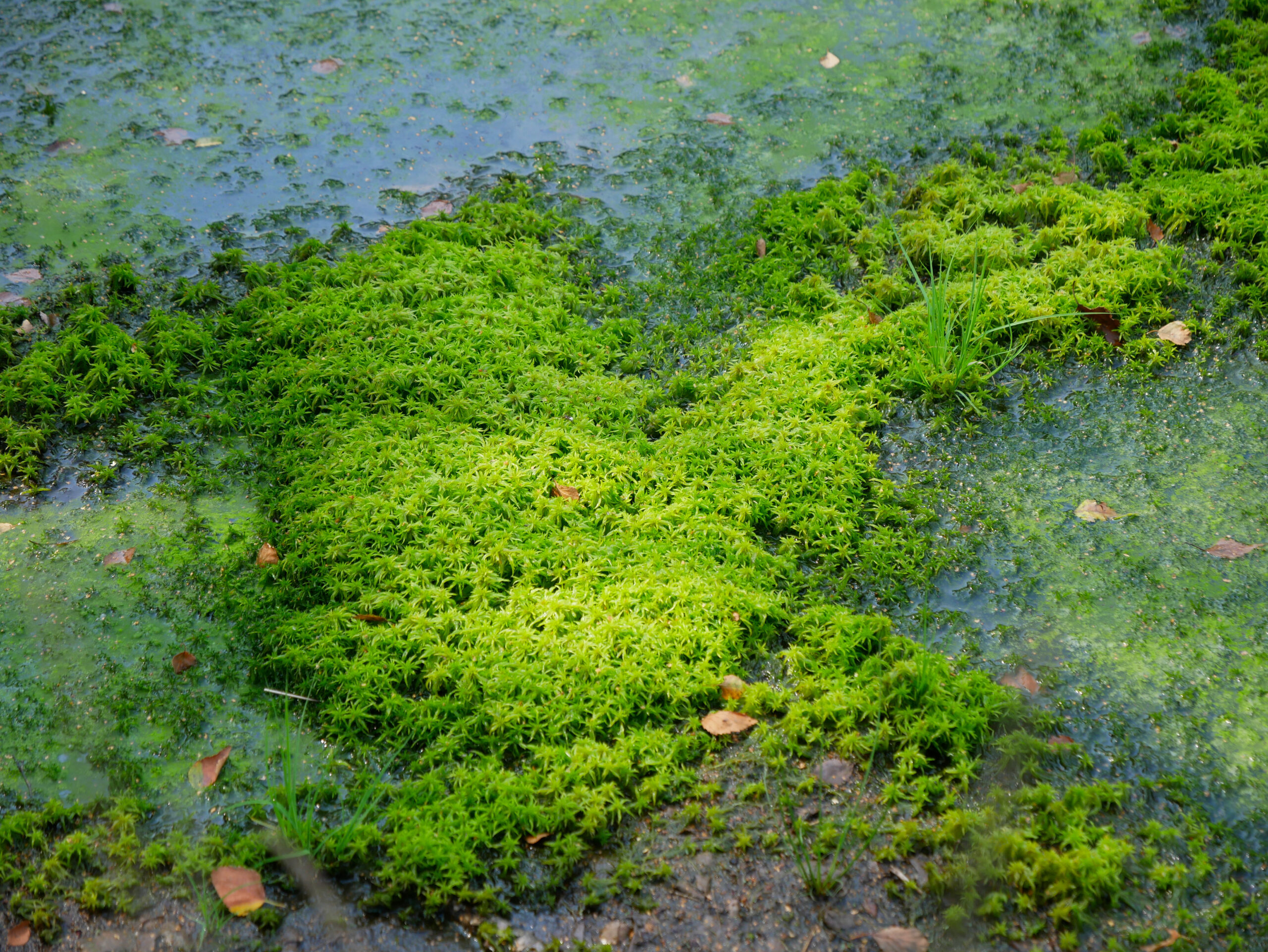 Underwater Kelp Forest in California