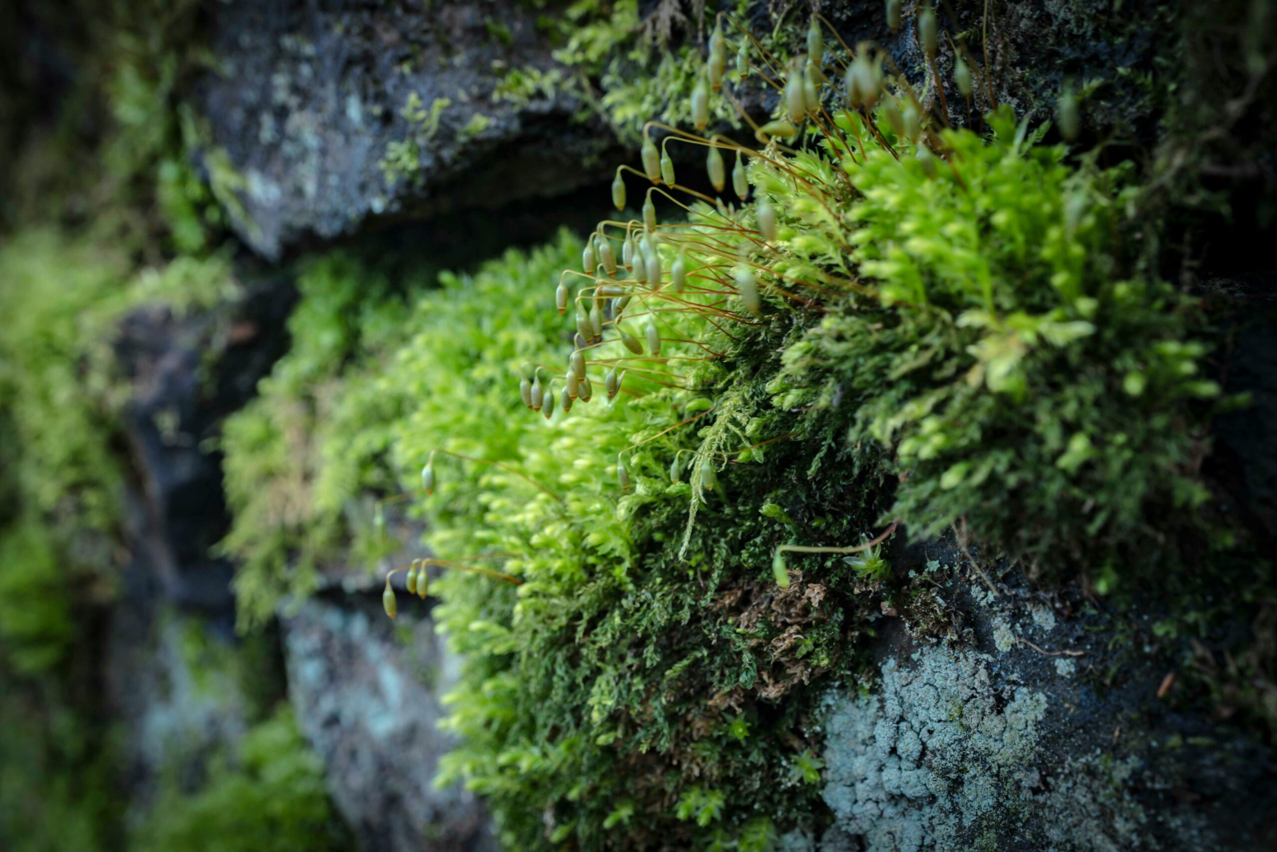 Moss on rocks
