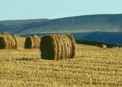 Five steps agriculture in Wales should take to help reach net zero
