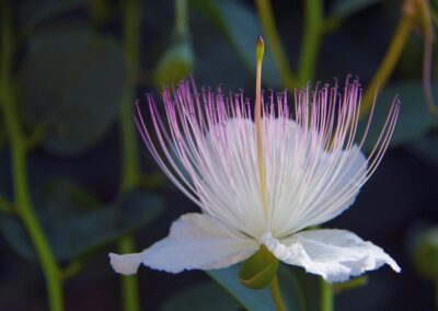 Analysis: The Seventh Carbon Budget – new net zero pathways for the UK