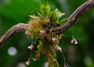 Nature-based solutions and GGR: Q&A with Dr John Lynch