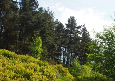 Reaction to the Publication of the Independent Greenhouse Gas Removals Review