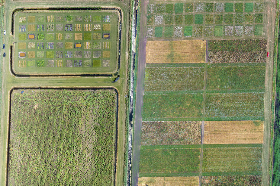 Squares of plants and dirt are laid out in rows on a field. There is a large gap between the two sides of patches. A truck is parked in the gap and there are people beside it.