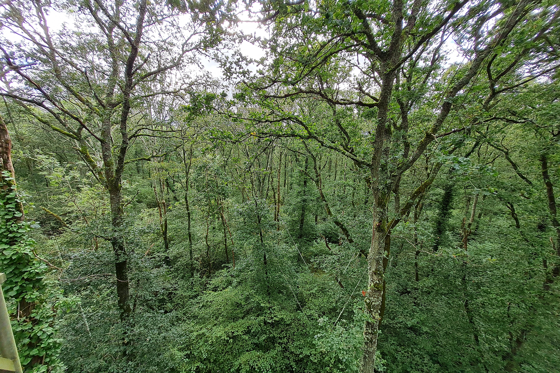 Oak tree in a forest