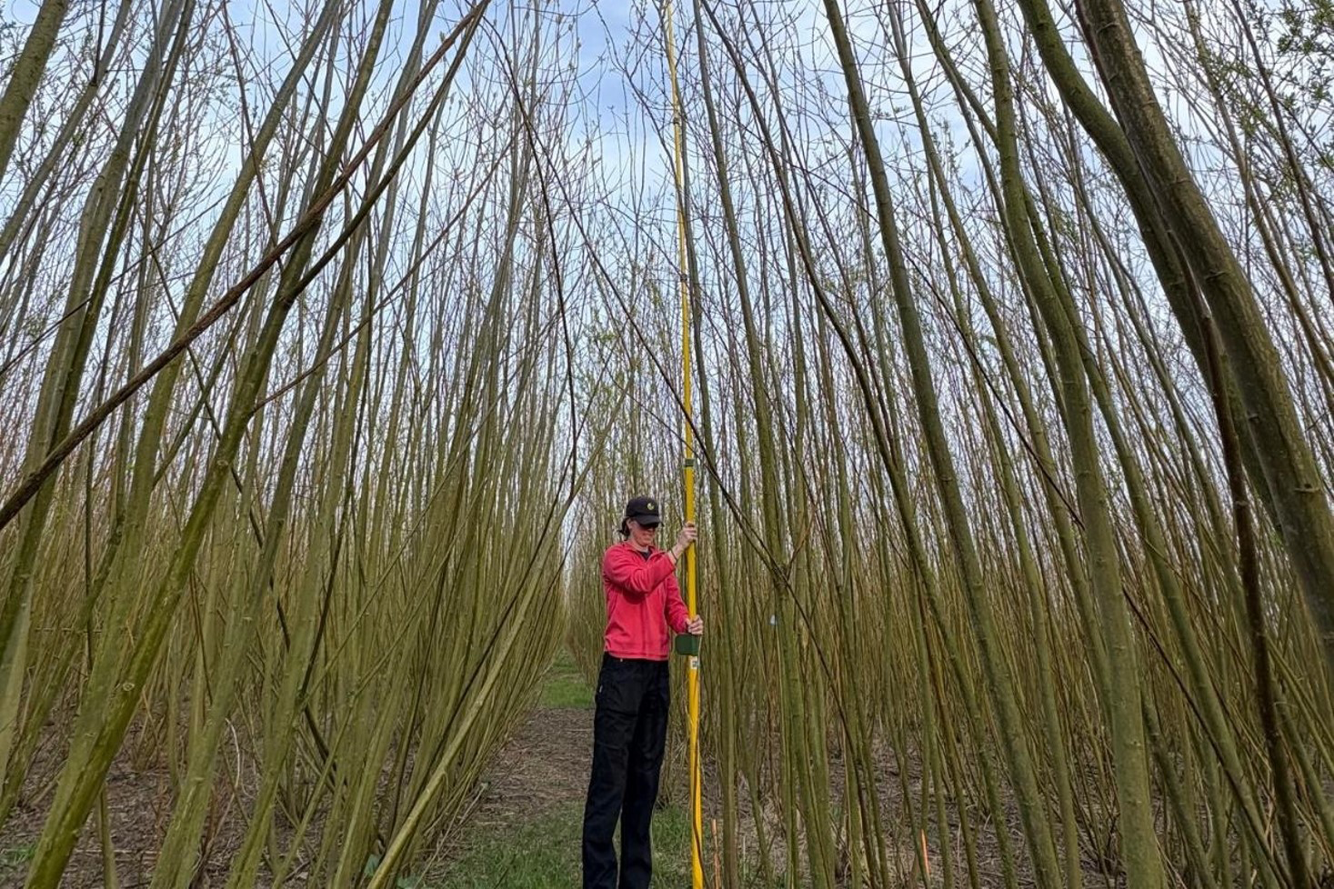 A person stands, surrounded by very tall plants, with a long measuring device to measure the plants. The person is wearing a baseball cap, trousers and a jacket.
