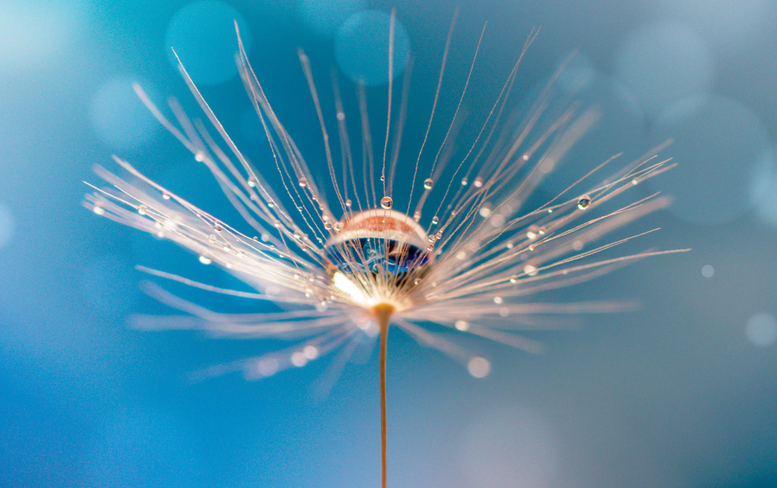 Abstract blurred nature background dandelion seeds parachute. Abstract nature bokeh pattern