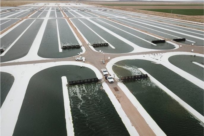 algae cultivation