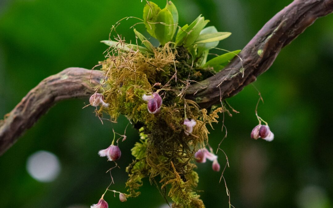 Nature-based solutions and GGR: Q&A with Dr John Lynch