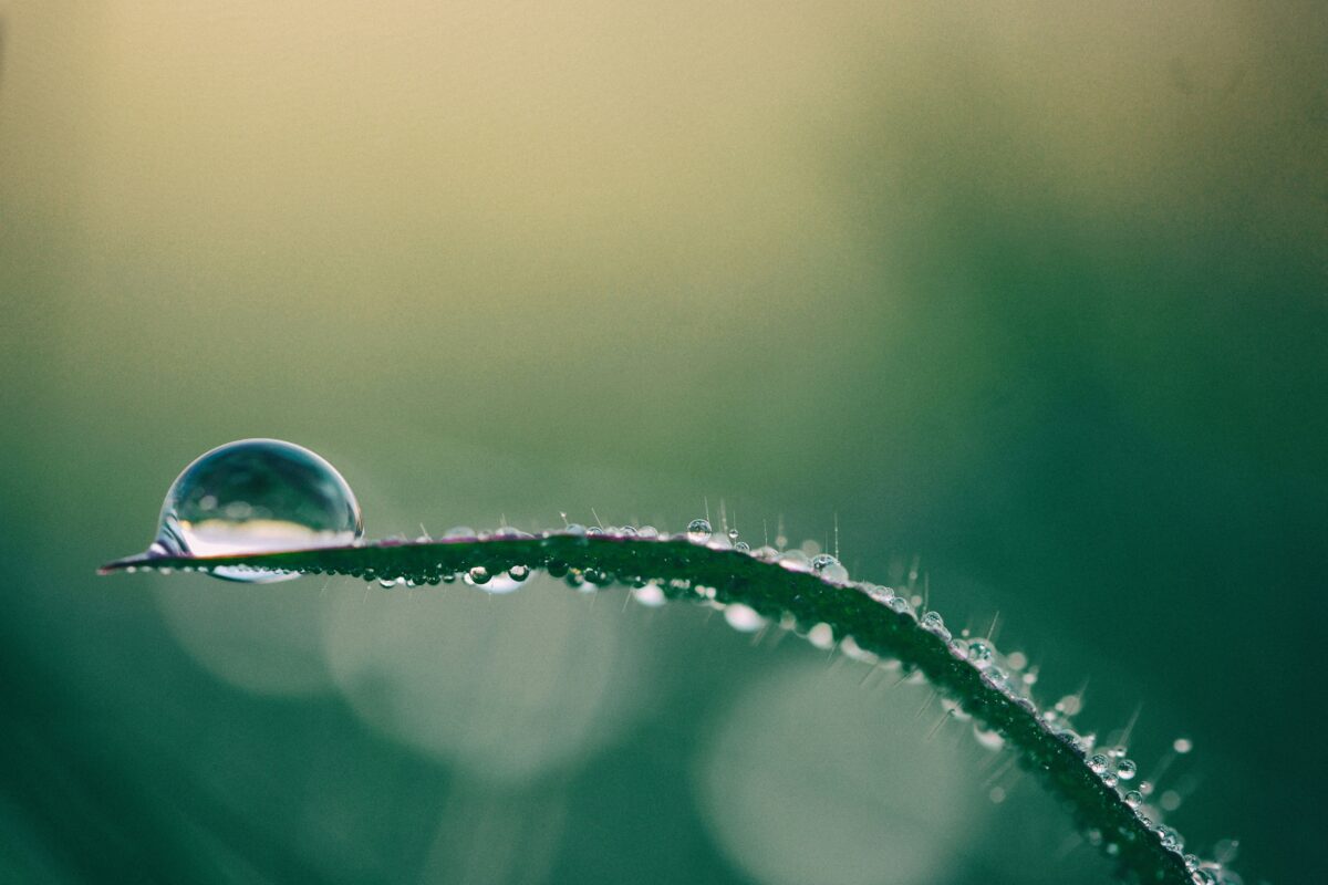 GGR Insights: What types of CDR are ‘nature-based solutions’?