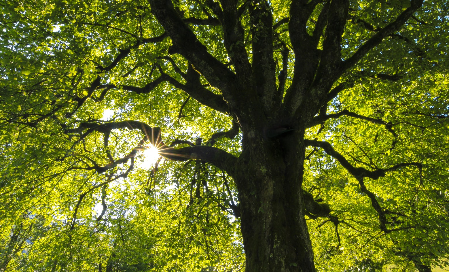Photo taken looking up at large oak tree with bright green leaves