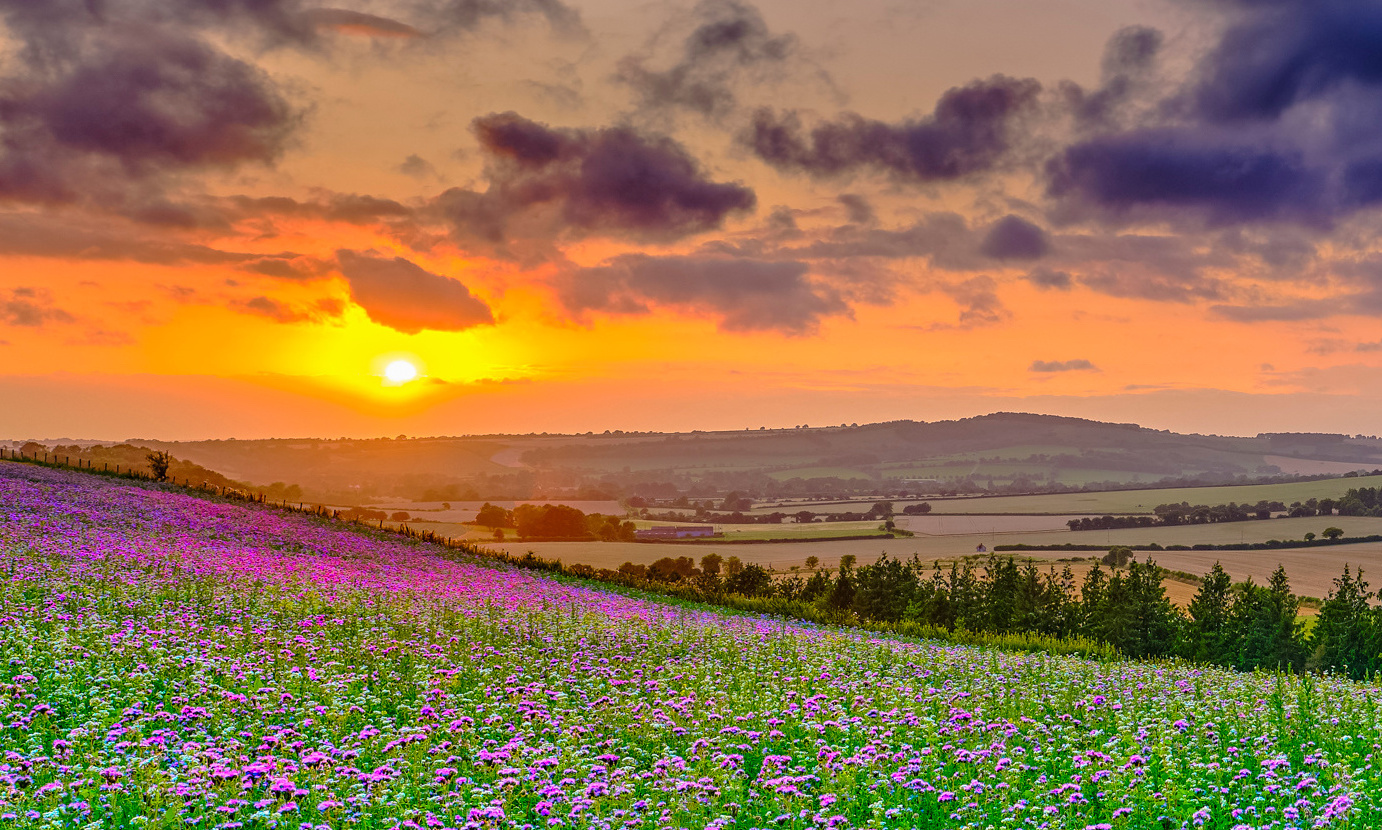 Summer sunset over the Meon valley towards Beacon Hill with a field of thistles catching the golden light.