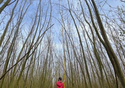 The best time to plant biomass crops was 20 years ago. The second-best time is now.